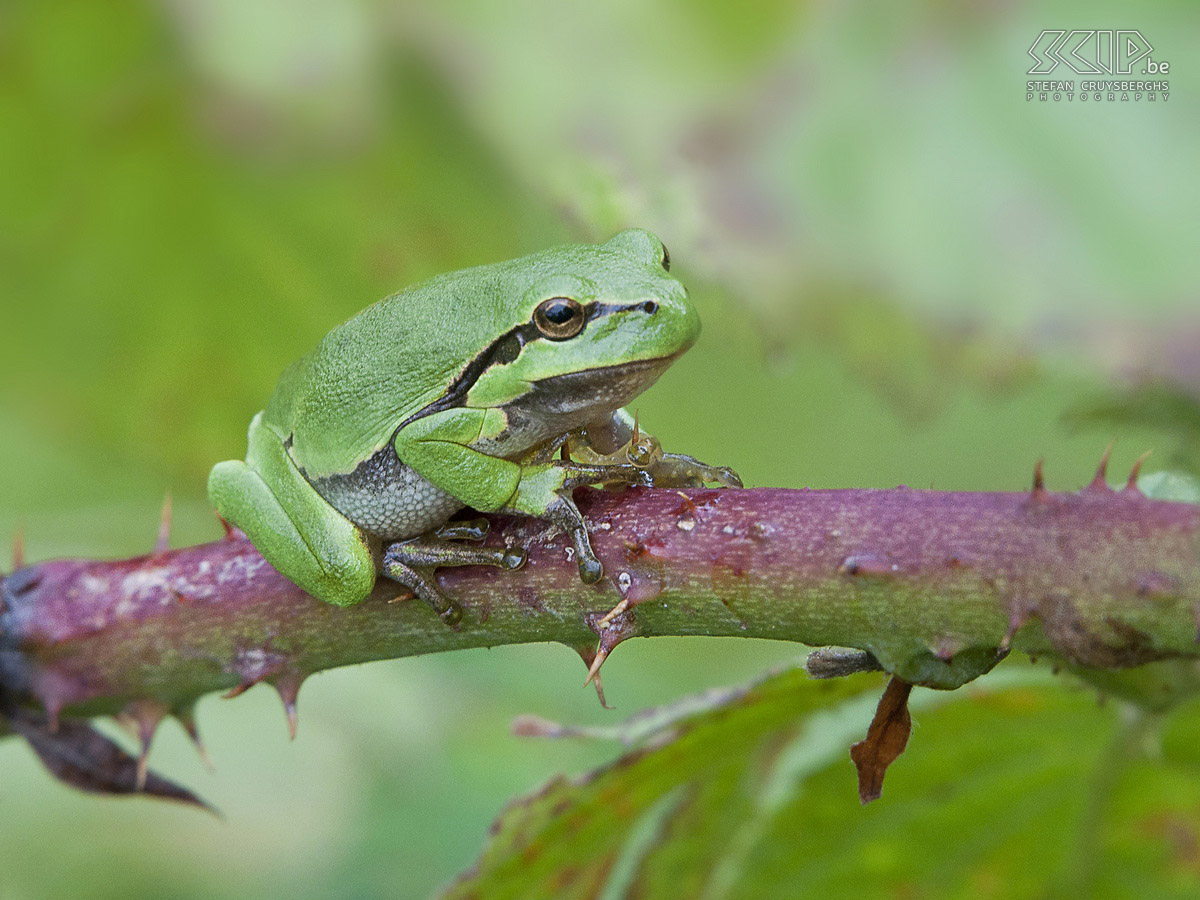 Tree frogs Photos of some European tree frogs (Hyla arborea) in a nature reserve. The frogs are range from 3 to 4 cm in length. Stefan Cruysberghs